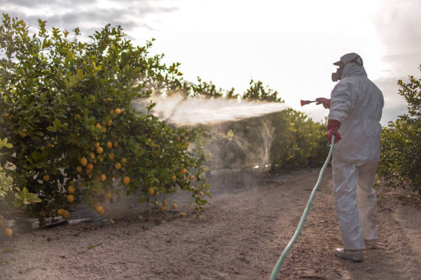 Best Pest Control Treatment  in Rockvale, TN